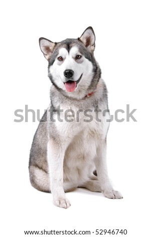 Alaskan Malamute in front of a white background