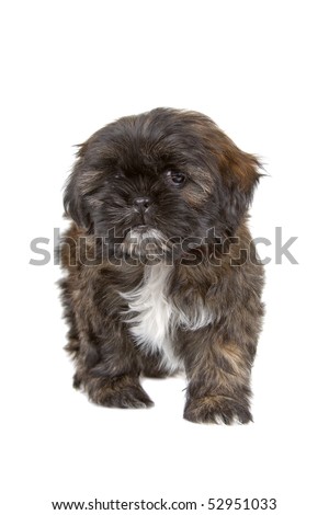 Black+and+white+shih+tzu+puppies+pictures
