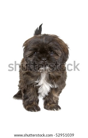 black and white shih tzu puppy