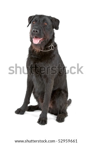 Mixed Breed Dog (Labrador/Bouvier Des Flandres)On A Whi