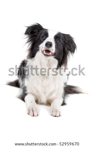 stock photo : border collie