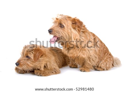 Norfolk Terrier Puppies on Two Norfolk Terrier Dogs Isolated On A White Background Stock Photo