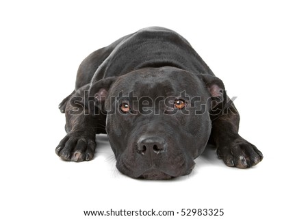 black Staffordshire Bull Terrier isolated on a white background