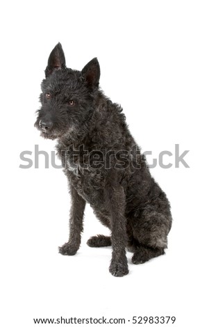 black wire haired Dutch shepherd dog isolated on a white background