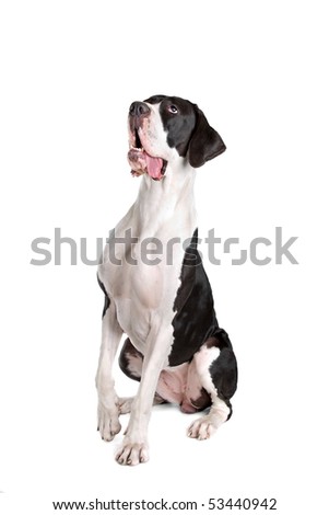 stock photo : black and white great dane dog isolated on white