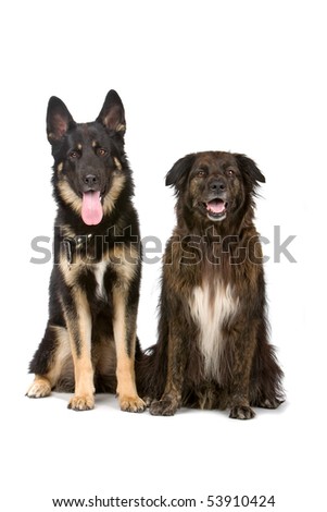 German Shepherd Dog And Mixed Breed Dog Stock Photo 539