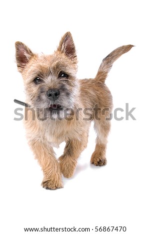 cairn terrier puppies. cute cairn terrier puppy