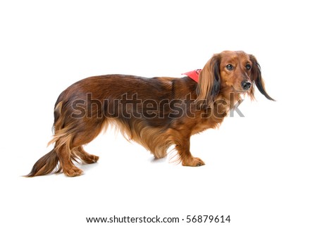 long haired dachshund dogs. stock photo : long haired