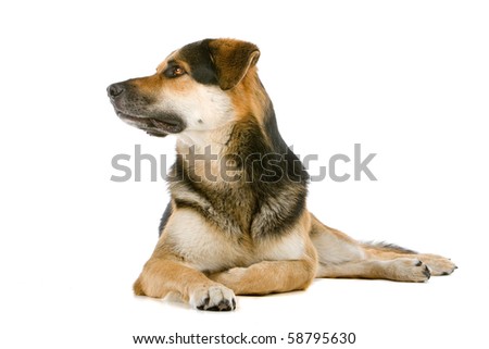 Rottweiler Mix Husky