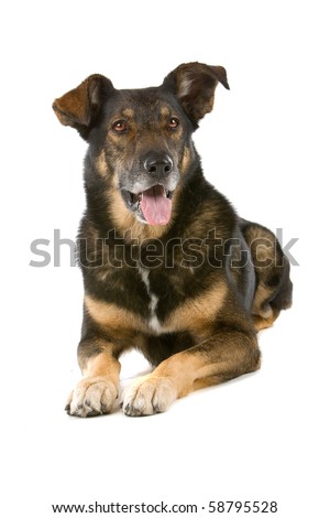 ... : mixed breed dog isolated on white (Dutch shepherd