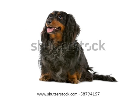 long haired dachshund pictures. long haired dachshund black