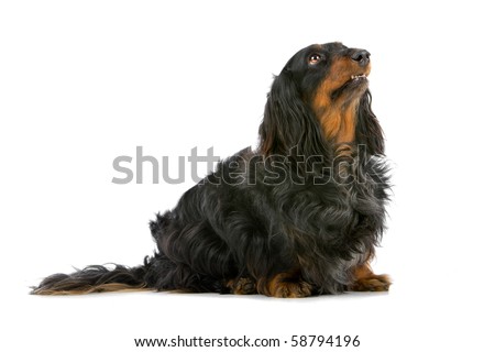 long haired dachshund black and tan. long haired black and tan