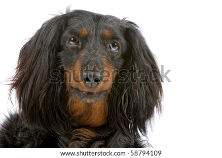 stock photo : old long haired black and tan dachshund isolated on a white 