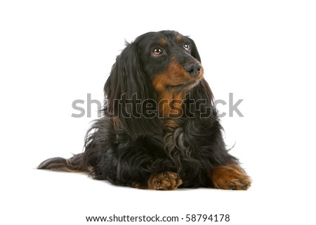 long haired dachshund black. stock photo : old long haired