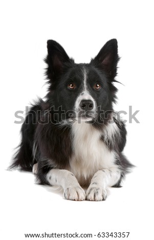 Fluffy Border Collie