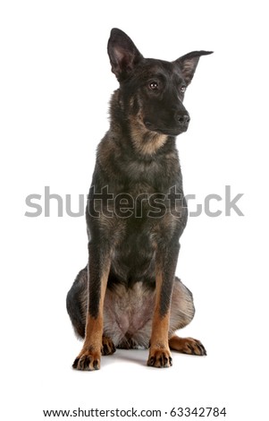 Dutch shepherd dog sitting isolated on a white background