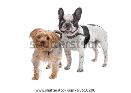 yorkshire terrier bulldog