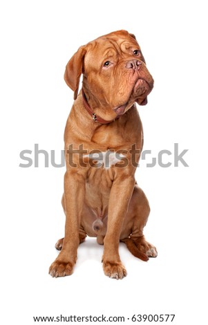 Dogue+de+bordeaux+french+mastiff