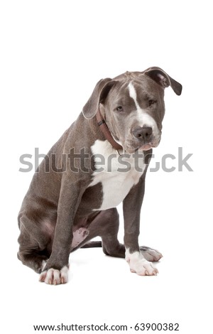 staffordshire bull terrier brindle. rindle staffordshire bull