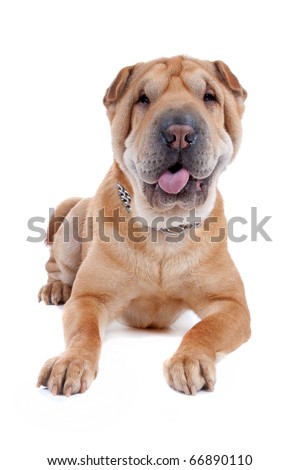 Other than Staffies what other breeds do you like? - Page 2 Stock-photo-front-view-of-shar-pei-lying-dog-sticking-out-tongue-isolated-on-a-white-background-66890110