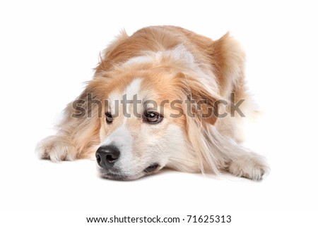 golden retriever mixed breeds. stock photo : mixed breed dog,