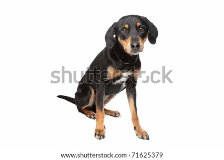 Mixed Breed Dog, Half Appenzeller Sennenhund Stock Phot