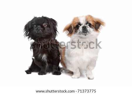 Japanese Chin and a pekingese dog