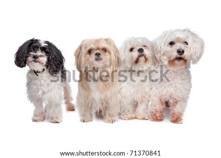 Maltese+shih+tzu+dogs