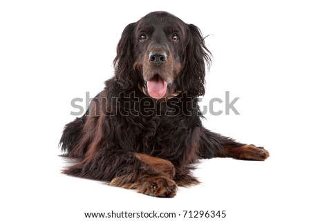 Black Setter Dog