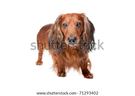 long haired dachshund dogs. stock photo : Long haired