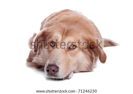 Aidi, Moroccan Dog Breed Stock Photo 71246230 : Shutter