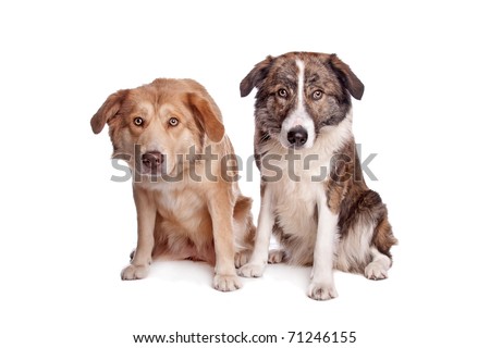 Aidi, Moroccan Dog Breed Stock Photo 71246155 : Shutter