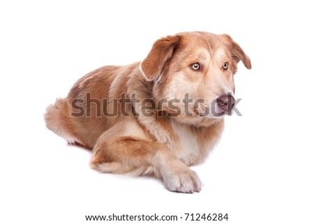 Aidi , Moroccan Dog Breed Stock Photo 71246284 : Shutte