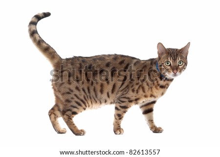 Bengal cat in front of a white background