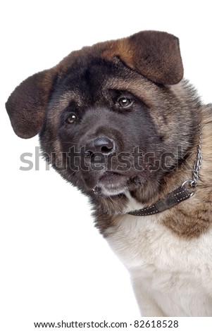 Akita Shetland Puppy