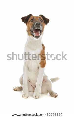 Fox Terrier (Smooth) in front of a white background