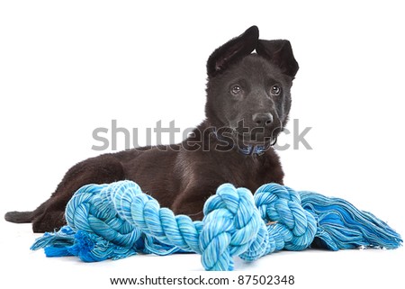 Blue Toy Dogs