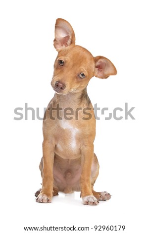 Chiuaua Miniature Pinscher