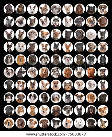 Large collection of dog portraits. Most of it are different breed