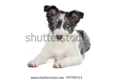 Blue Merle Labrador