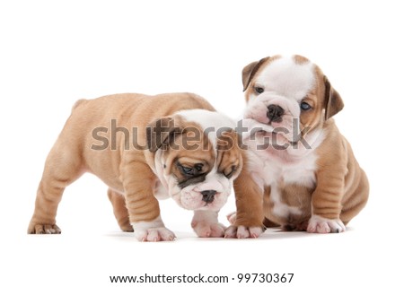 Bulldog Puppies Playing