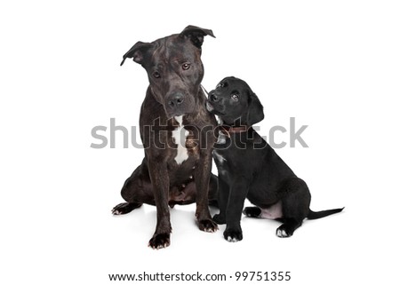 two dogs.left mix pitbull,right mixed Great Dane, Rottweiler. - stock two dogs.left mix pitbull,right mixed Great Dane, Rottweiler. - stock