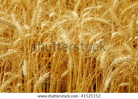ears of barley in the wind