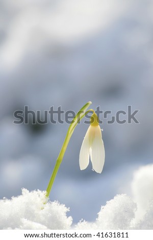 spring flowers with snow