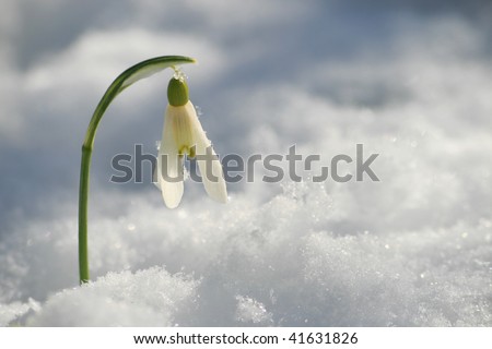 spring flowers with snow