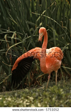 Pink Flamingo Against Green Plants with Wing Extended to Side
