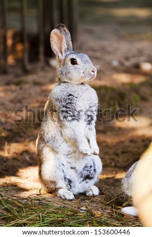 Rabbit standing