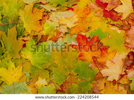 autumn leaves, multicolored background autumn theme