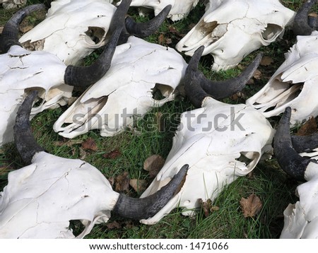Cattle losses show up as skulls littering the range