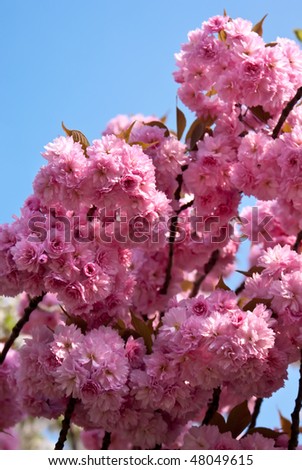 cherry tree blossom japan. stock photo : Japanese cherry